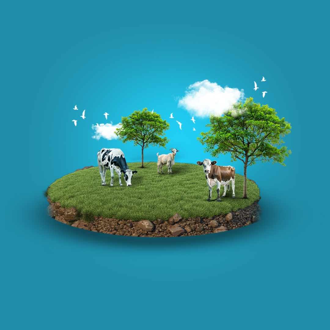 الأضحية – العراق